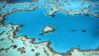 alerta por un alga asesina que amenaza con destruir los arrecifes de coral en el caribe
