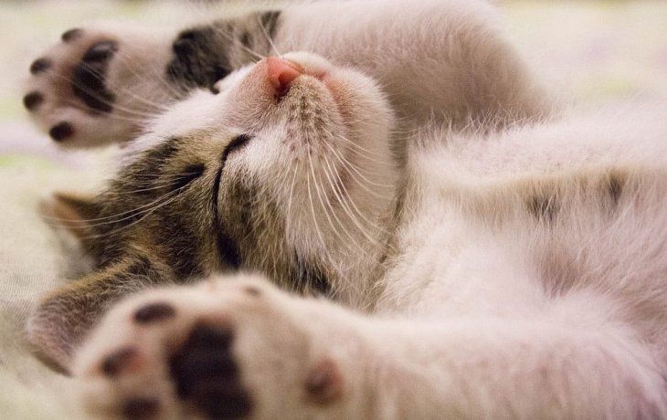 ¿Por qué se celebra el Día Internacional del Gato?