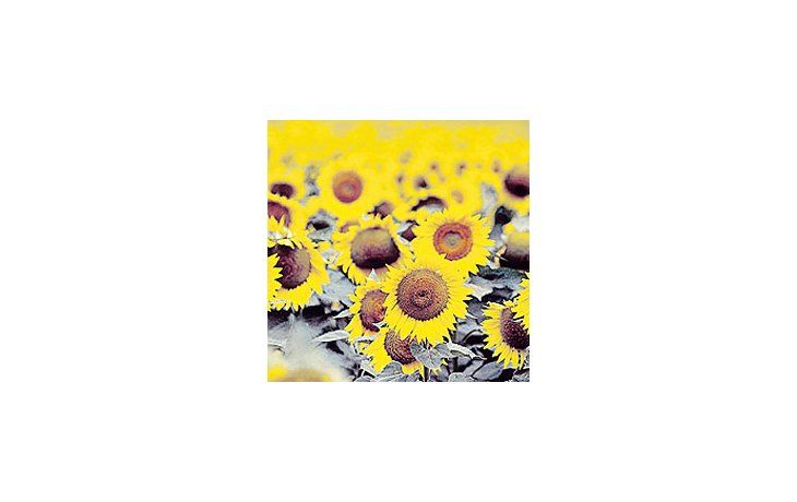 El precio de los aceites y de las oleaginosas cayó fuertementeen los últimos meses debido a los elevadosniveles de producción de colza y girasol y a la caída delos valores del petróleo, entre otros.
