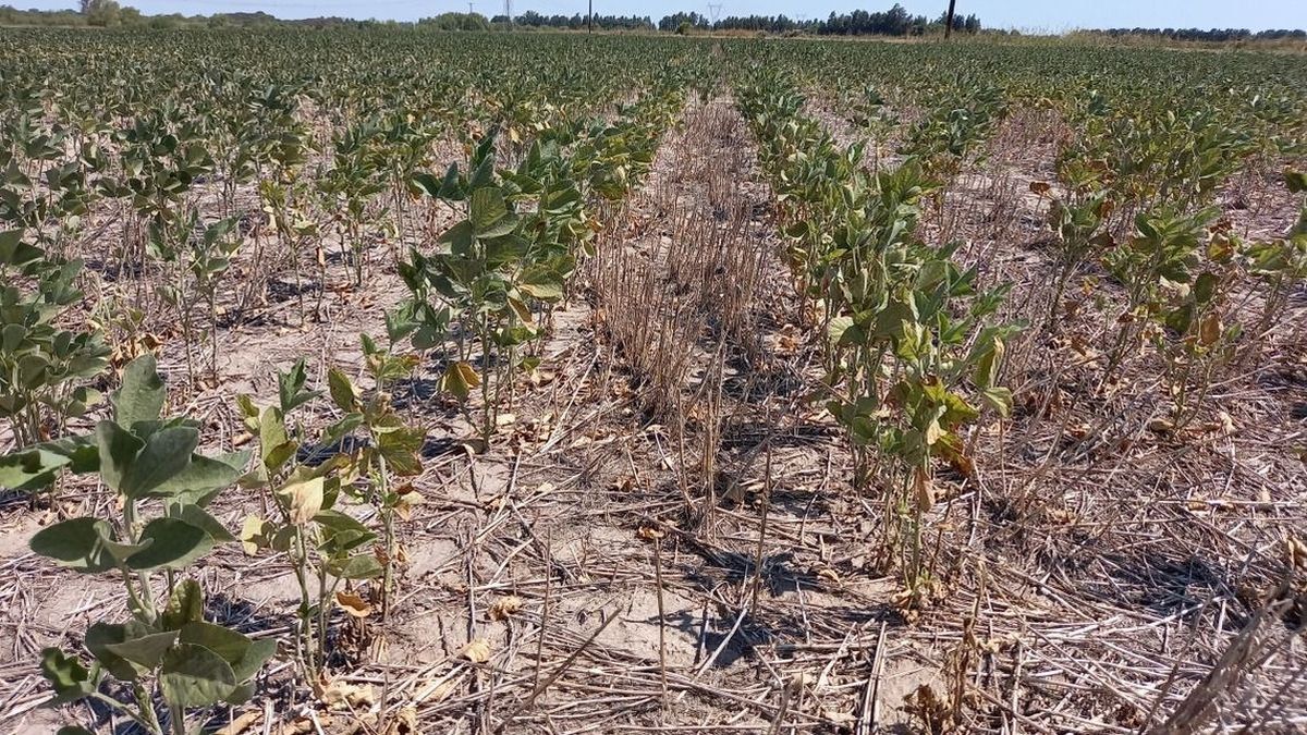 Sequ�a en la regi�n n�cleo: hubo 66% menos de lluvias y la zona atraviesa el enero m�s adverso en los �ltimos a�os