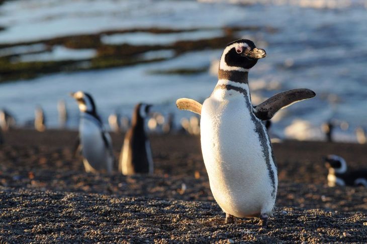 Walking among penguins is one of the most chosen excursions by nature lovers. 