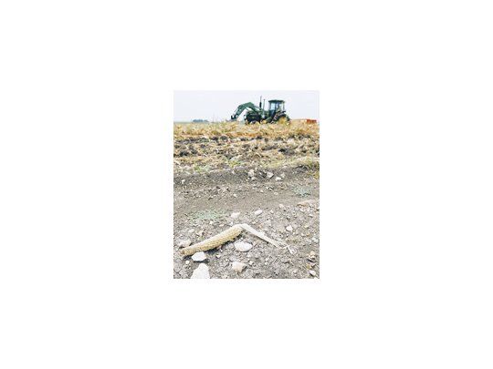 El área inicialmente proyectada con maíz en Estados Unidos no llegó a cubrirse, y el clima del mes de julio -muy caluroso y seco- tuvo un impacto negativo en el proceso de polinización. Esto traerá acarreados rendimientos unitarios por hectárea inferiores a los que anteriormente se proyectaban.