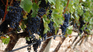 secrets of pinot noir, an elegant wine that attracts with its versatility secrets of pinot noir, an elegant wine that attracts with its versatility