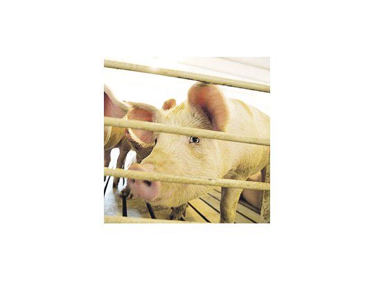 Científicos mexicanos podrían inhibir la triquinosis, que tiene como vía común de contagio la carne de cerdo cruda o mal cocida. Puede infectar a cualquier mamífero, pero normalmente a cerdos y caballos.