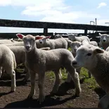 El precio del cordero marcó un nuevo récord después de 14 años. El precio del cordero marcó un nuevo récord después de 14 años.