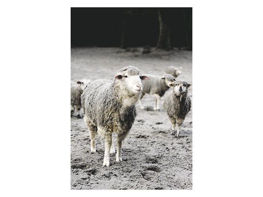 Funcionarios del Ministerio de Agricultura buscan «salvar la producción que se pueda», en medio de la muerte de cientos de miles de cabezas de ganado «que comen pasto con ceniza y se intoxican».