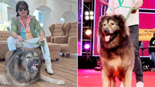 El perro-lobo es actualmente el más caro del mundo y el único en su especie.