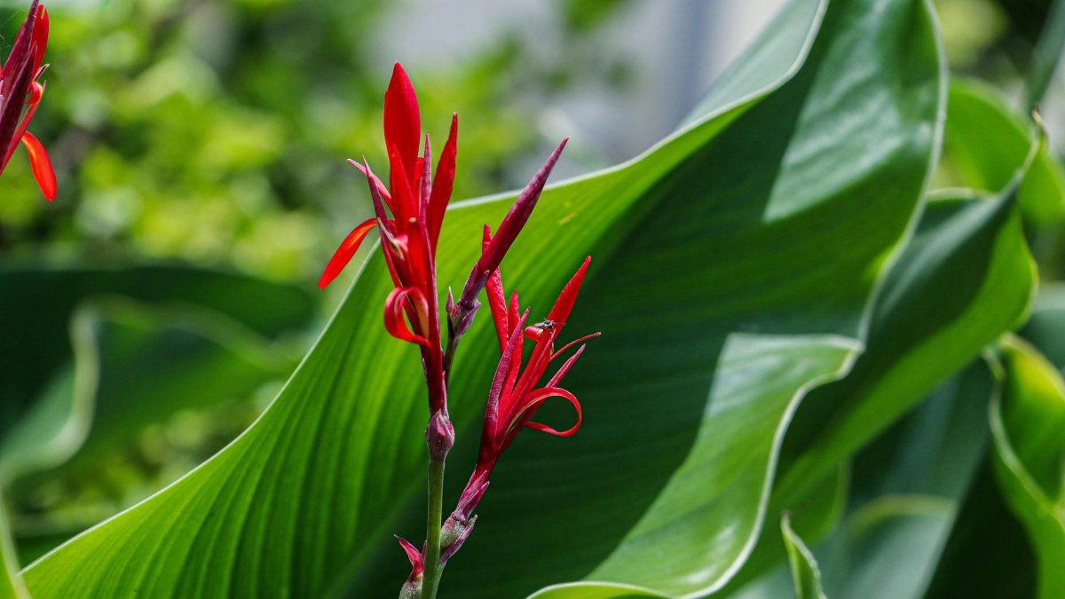 So you can relive one of Feng Shui’s favorite plants after a frost