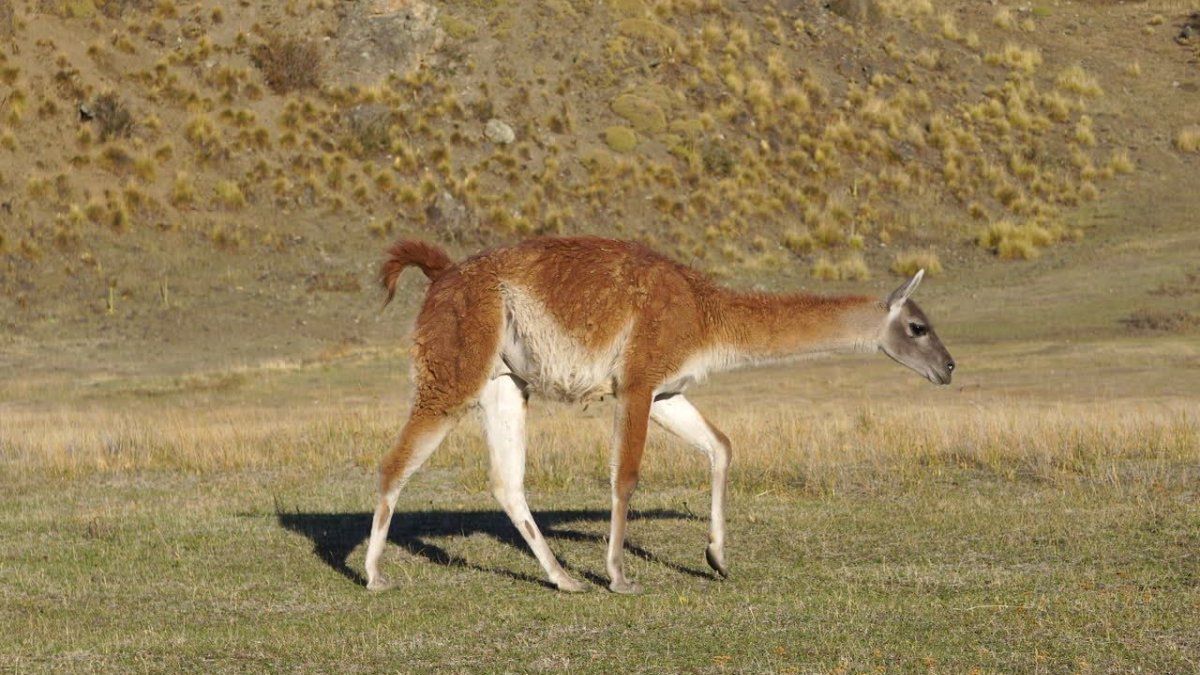 Rural entities ask for help due to the impact of the guanacos that “are going to destroy Patagonia”