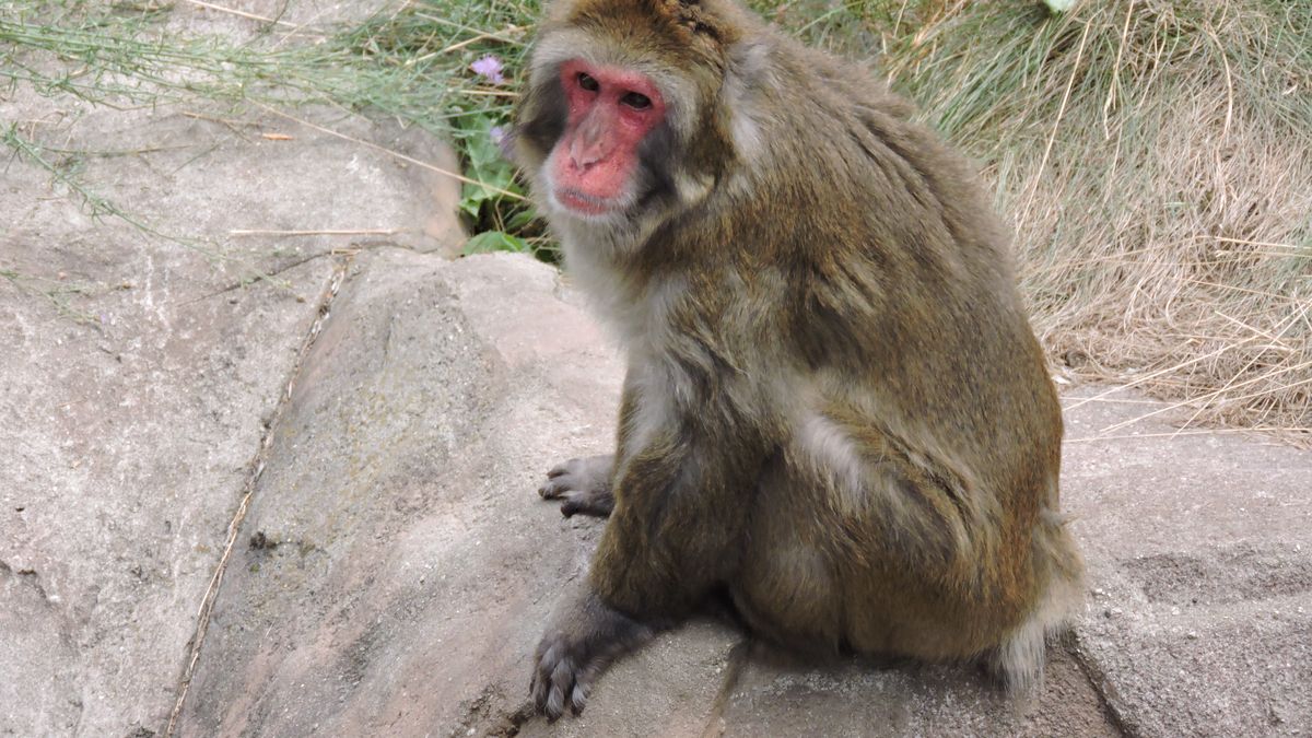 a city terrorized by the attacks of a wild monkey