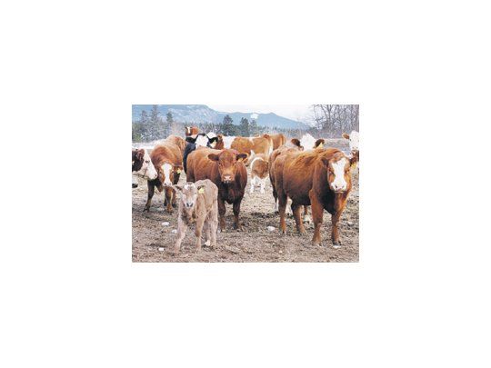 La suplementación a largo plazo consiste en proporcionar a los animales determinados minerales por un período prolongado.