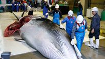 Islandia dejará de cazar ballenas con fines comerciales