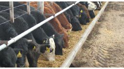 The Argentine steer for export is the most expensive in Mercosur. The Argentine steer for export is the most expensive in Mercosur.