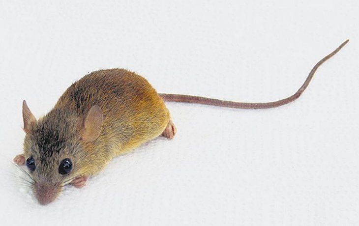 Radiografía del hantavirus: cómo hacerle frente sin miedo