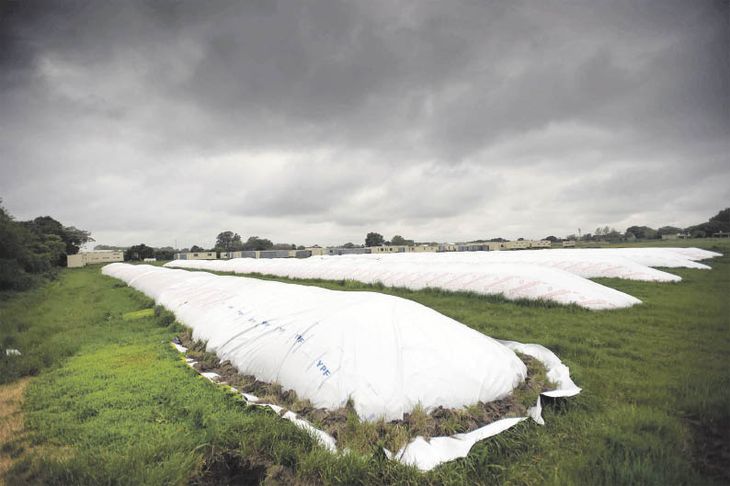 With these low prices and the official export exchange rate, producers will sell the bare minimum and make a silo-bag. With these low prices and the official export exchange rate, producers will sell the bare minimum and make a silo-bag.