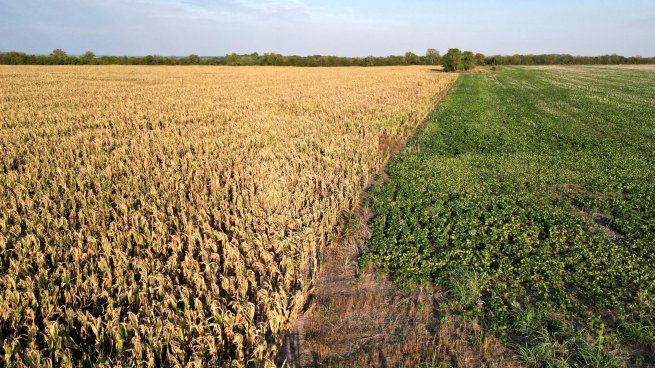 Los precios de la soja se impulsan por el clima adverso en Brasil y Argentina, así como también por la demanda China.