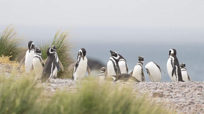 Condenaron a prisión al empresario responsable de la matanza de pingüinos en Punta Tombo.