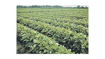 La caídade laproduccióndeEstadosUnidosaumentaráel protagonismodela soja dela Argentina,Brasily Paraguay,pesea queestos dosúltimospaísesveríanreducidassuscosechas.