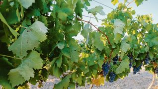 Vinos sustentables, una tendencia que crece en la Argentina