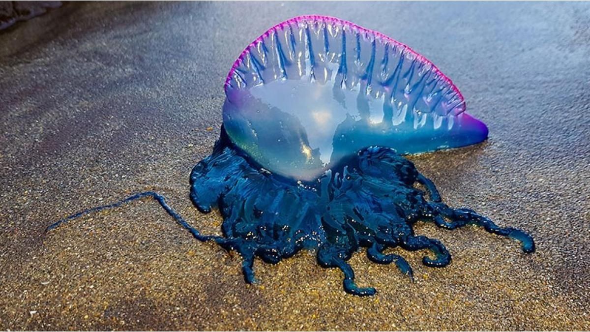 Attention on the beaches: the dangerous superorganism that hits Uruguay and could fall on Argentina