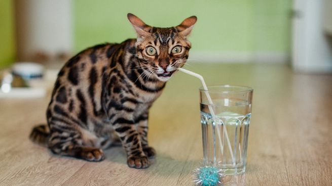 A través de la curiosidad, el instinto y la búsqueda de frescura, los gatos encontraron en los vasos una forma más atractiva de beber agua.