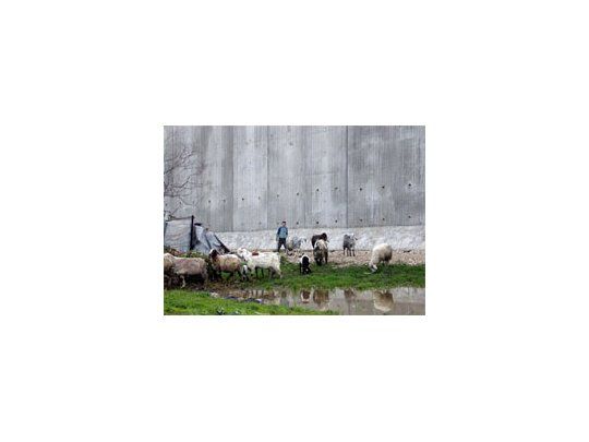 Un niño palestino cuida a sus ovejas en Qalqilia, una ciudad de Cisjordania que quedó encerrada por el muro.