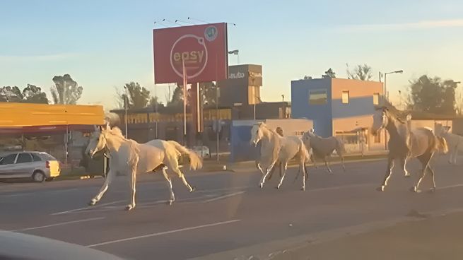 Los caballos galopando ante la incredulidad de los automovilistas.
