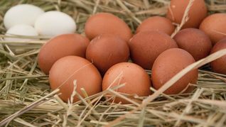 Argentina es el cuarto mayor productor de huevos de América Latina.