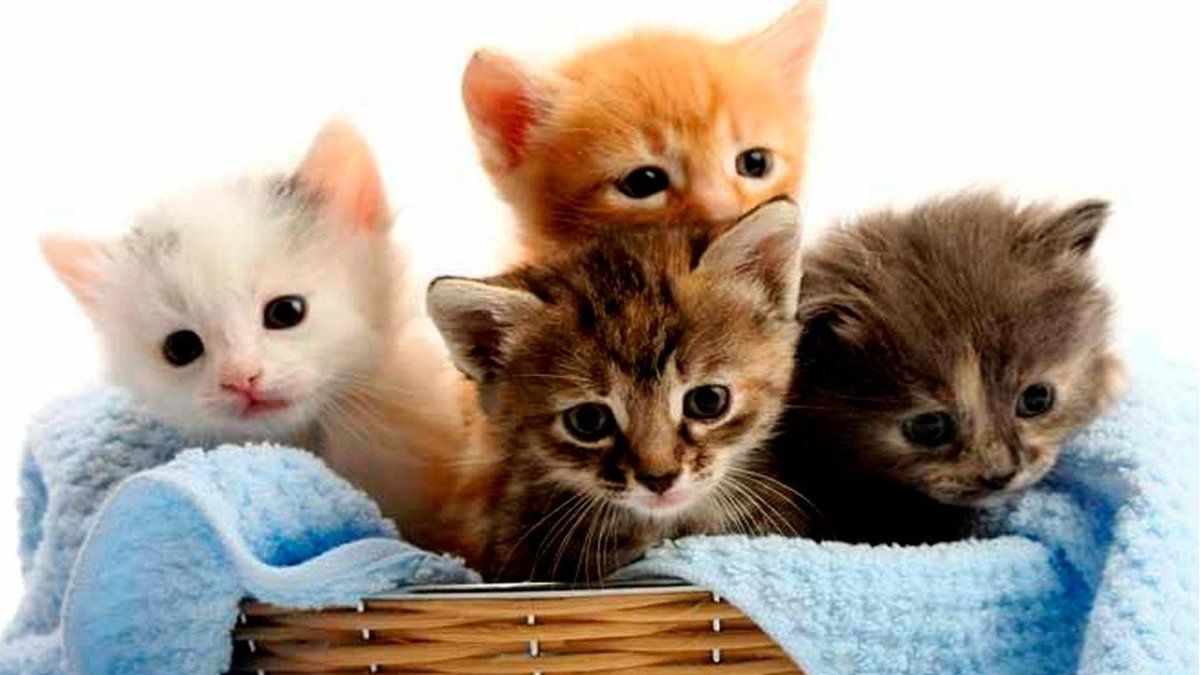 Gatos Más Caros del Mundo #gato #mascotas #gatos