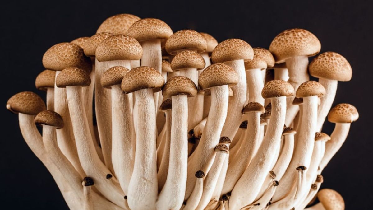 They claim that “fungi are closer to being animals than plants”
