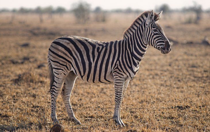 ámbito.com | CEBRA.jpg