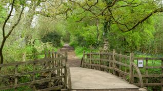 subastaron el puente de winnie pooh