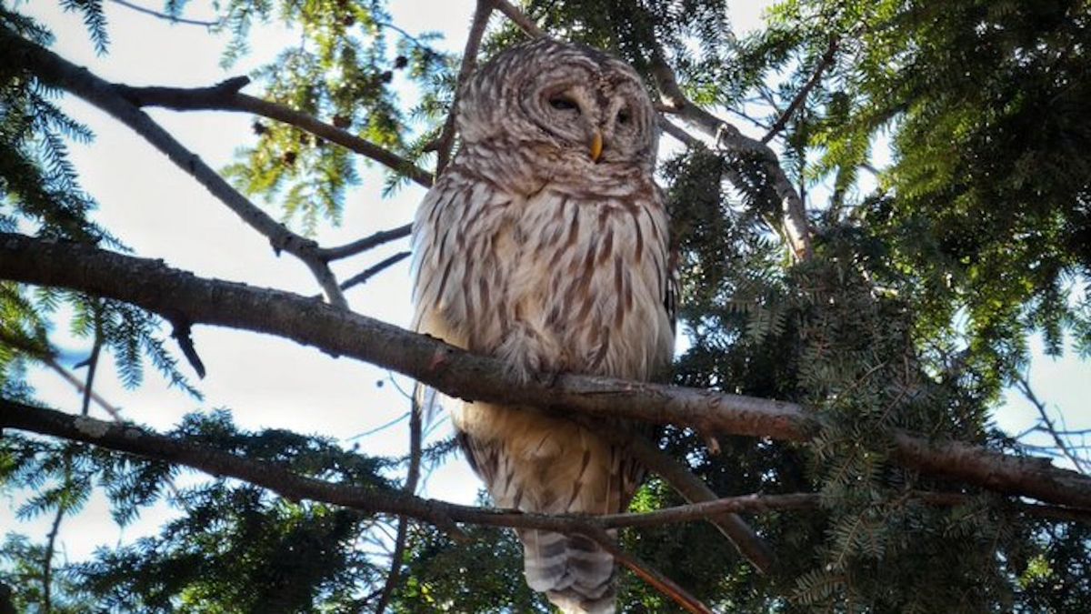 New York loses its beloved Central Park owl