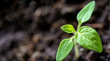 con inteligencia artificial, se puede predecir que plantas se extinguiran
