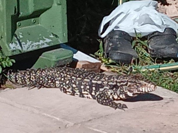 lagarto-pilar