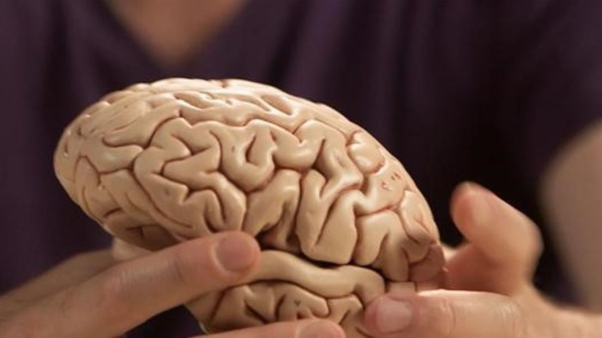 After 40: What are the three ages at which cerebral aging is accelerated