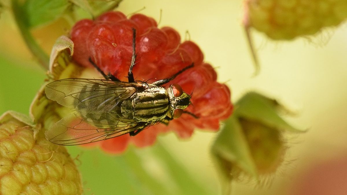 This is the definitive way to eliminate fruit flies and other insects from the kitchen