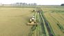 The rice sector expects a good harvest after a year affected by water deficit. The rice sector expects a good harvest after a year affected by water deficit.