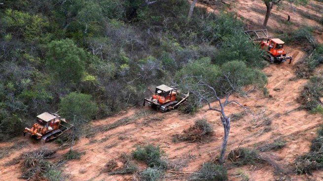 La deforestación en la Argentina para la producción agropecuaria se encuentra en observación de la UE.