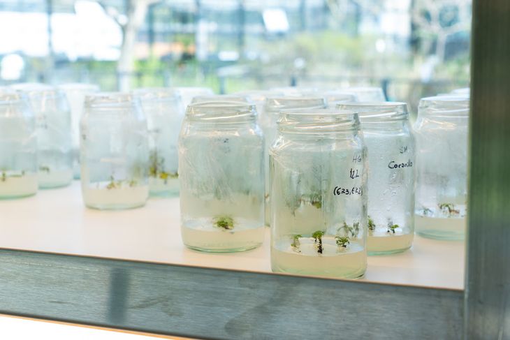 Vivero in vitro de CABA. Vivero in vitro de CABA.