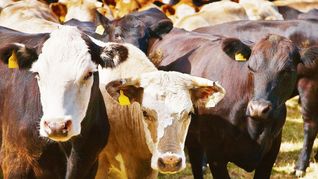 el inta presentara la primera vacuna del mundo contra la leucosis bovina