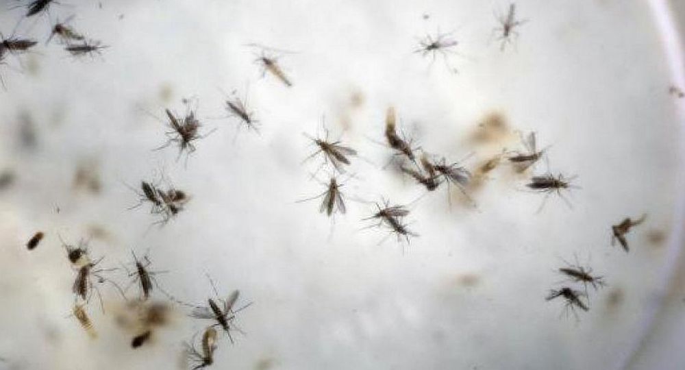 Es importante utilizar repelentes y mosquiteros para prevenir picaduras de mosquitos.                                                                                    