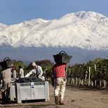 La Asociación de Viñateros de Mendoza advirtió que el sector atraviesa una crisis sin precedentes. La Asociación de Viñateros de Mendoza advirtió que el sector atraviesa una crisis sin precedentes.