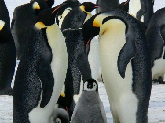 El pingüino encontrado medía 40 centímetros más que los actuales.