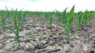Combo problemático: sequía, incendios e inflación
