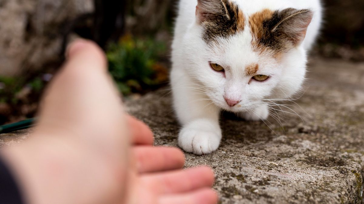 The secret formula for your cat to welcome you with affection into your home, according to animal behavior experts