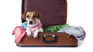 How much Senasa's procedure comes out to travel with your pets. How much Senasa's procedure comes out to travel with your pets.