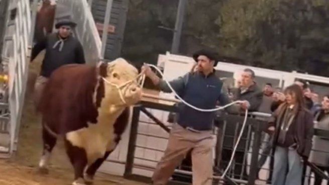 La Expo Rural dio comienzo con el ingreso del primer animal.