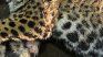 The incident that resulted in the death of a jaguar occurred on October 2. The incident that resulted in the death of a jaguar occurred on October 2.