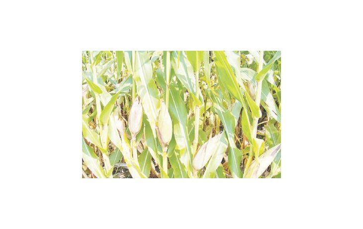 ámbito.com | Los analistas de F.C. Stone pronostican que la cosecha de maíz en EE.UU. alcanzará los 342 millones de toneladas, en comparación con los 347,2 millones de toneladas proyectados por el USDA en su informe de agosto.